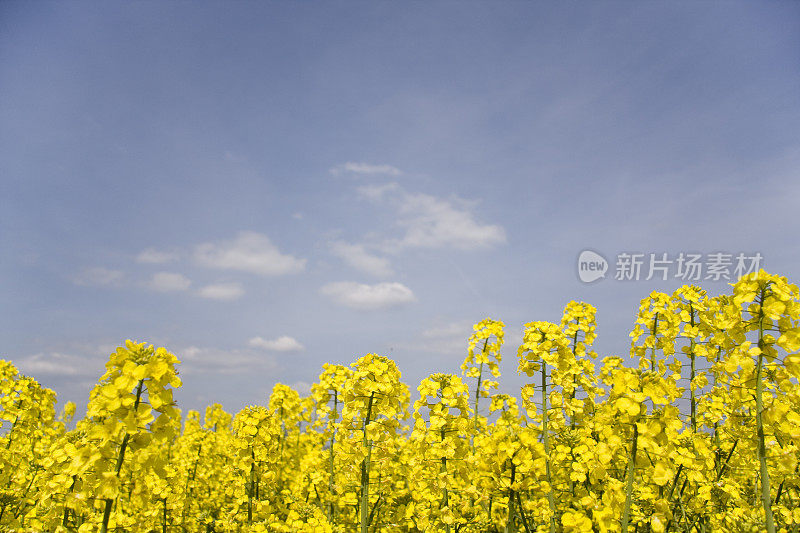 油菜花领域