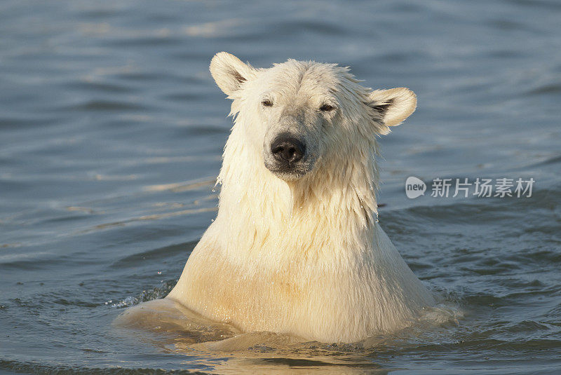 阿拉斯加北极北极熊