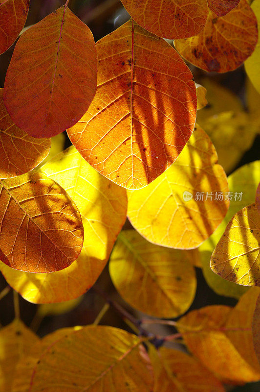 彩色假发灌木叶在反光