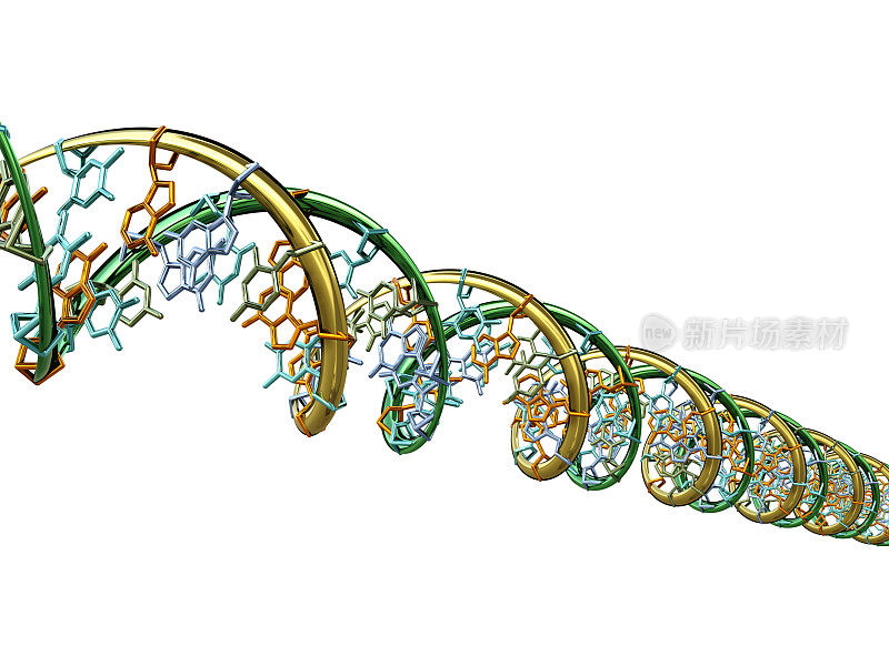 DNA分子模型