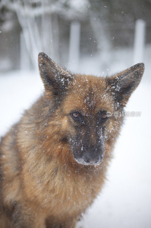 暴风雪中的德国牧羊犬