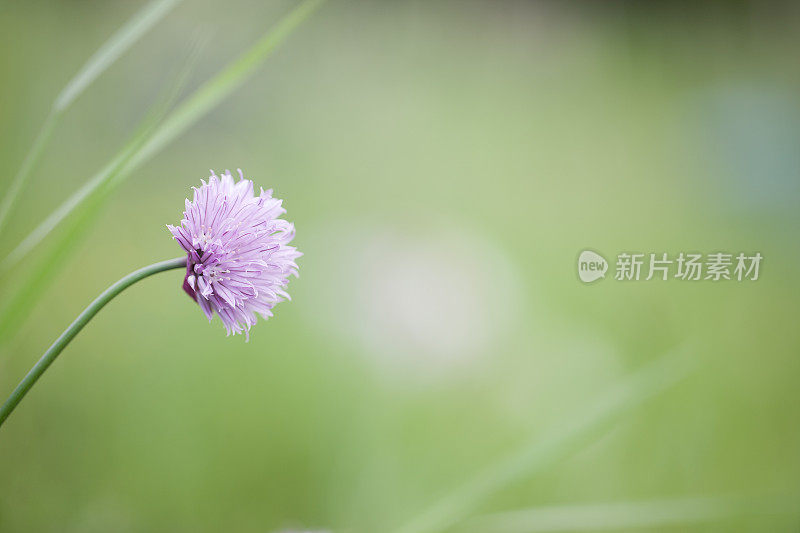 细香葱花的