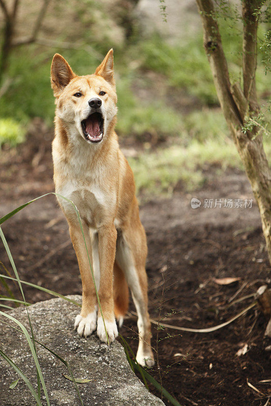 澳洲野犬