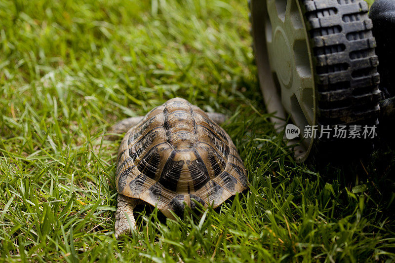 草地上的乌龟