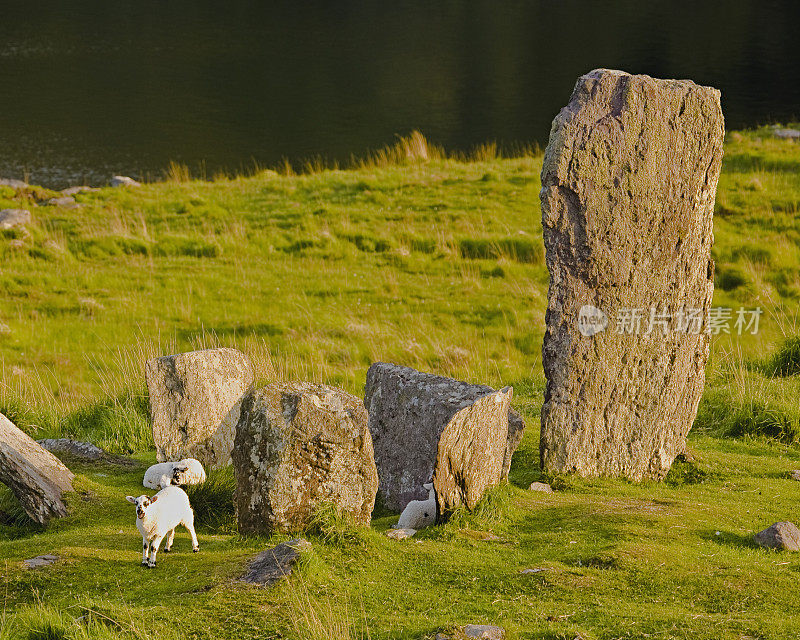 爱尔兰:矗立的石头，克里环上的羊