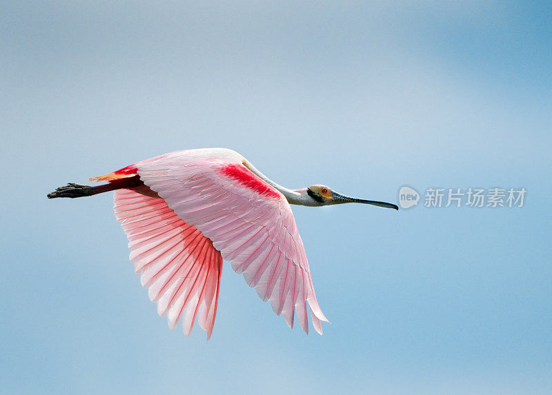 飞行中的玫瑰色琵鹭，显示羽毛斑纹