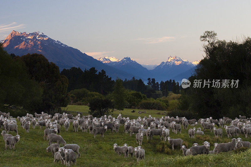尼古拉斯山路上的羊群