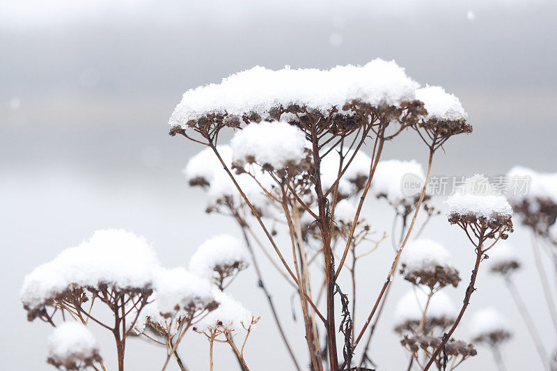 死去的当归花被雪覆盖