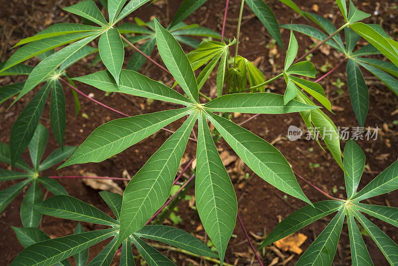 木薯种植