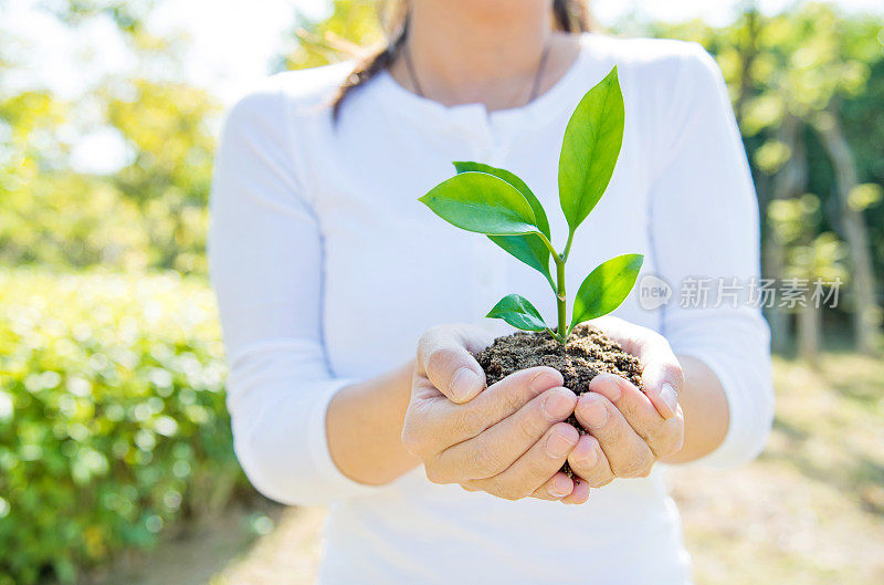 一株植物在女性手中