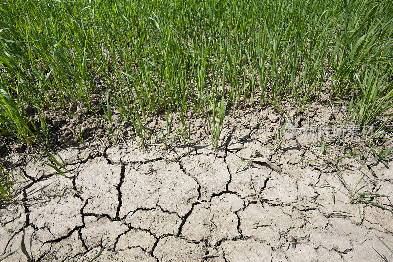 转基因谷物生长在干燥、缺水的土地上