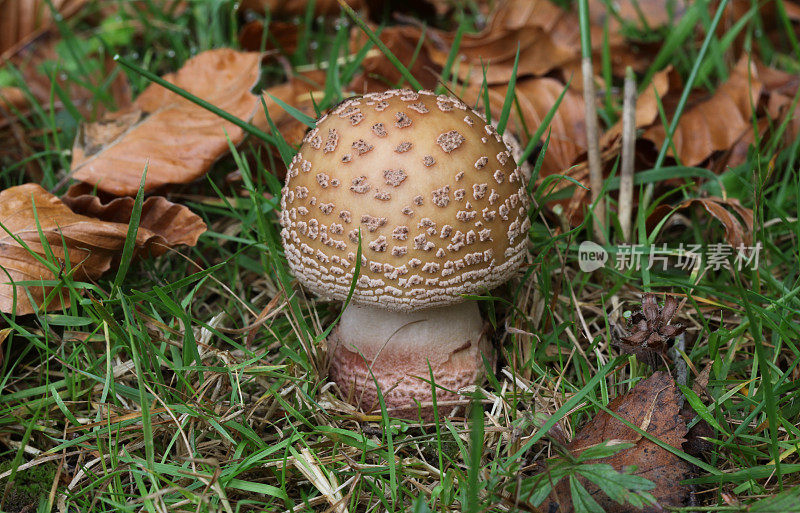 森林地面上的红蘑菇