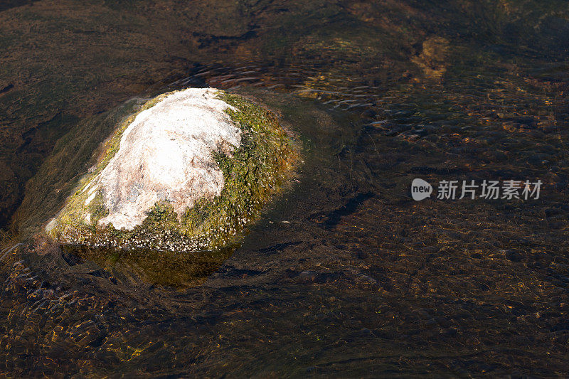 河床中的岩石和海藻