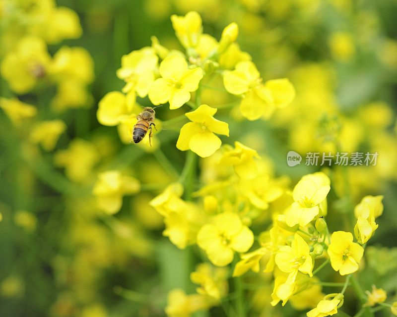 蜜蜂飞向花粉