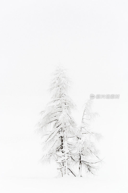 降雪期间的松树