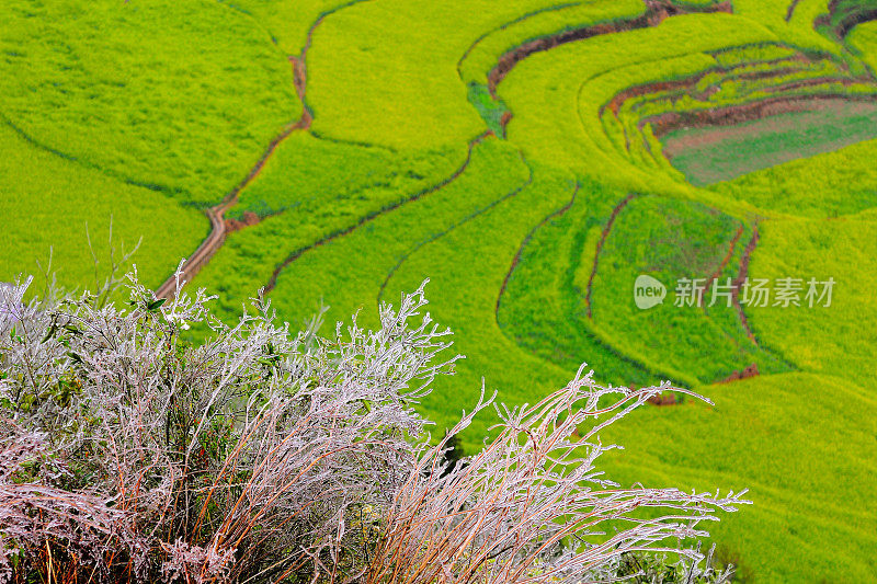 油菜花图案02