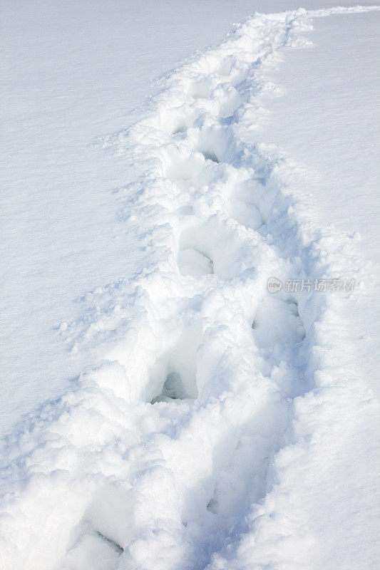 荒凉的;雪地上的脚印