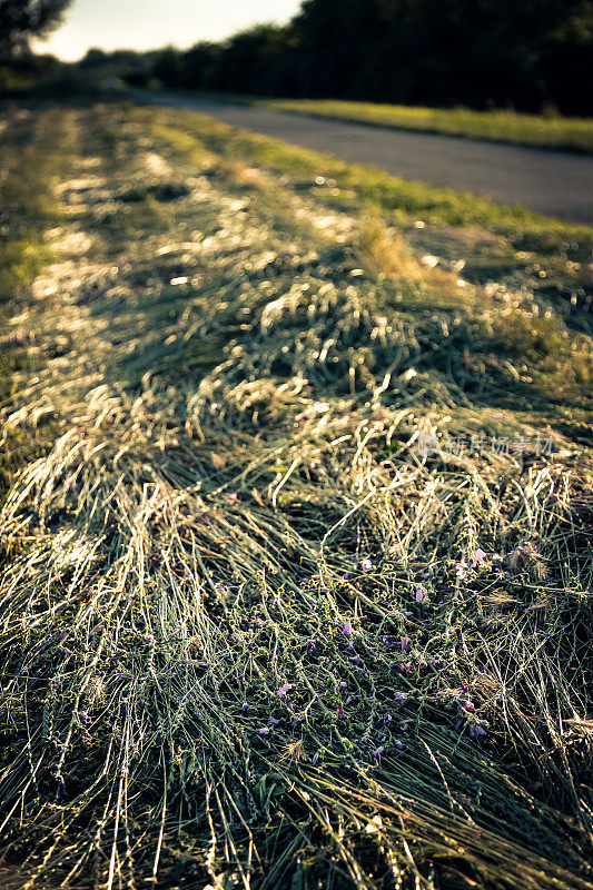 夏日里，一道道刚割下来的草正在干枯