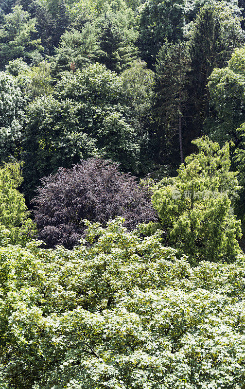 卢森堡城的森林