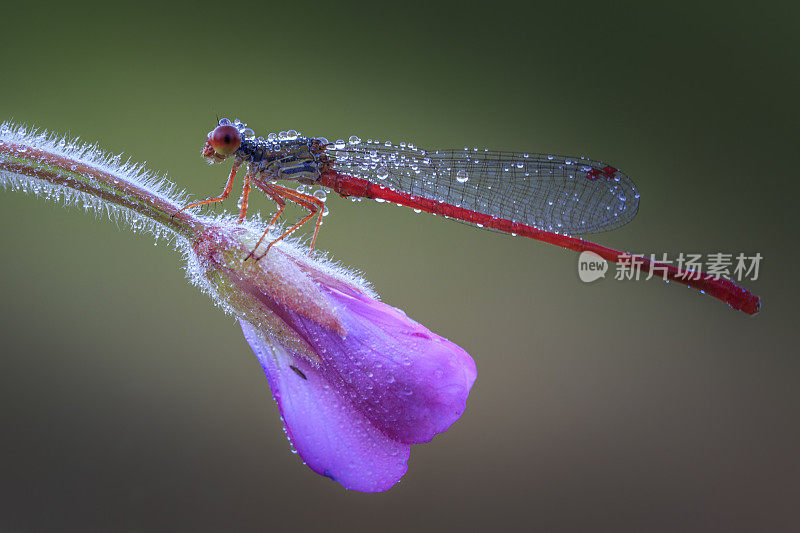 一朵花中的蜻蜓