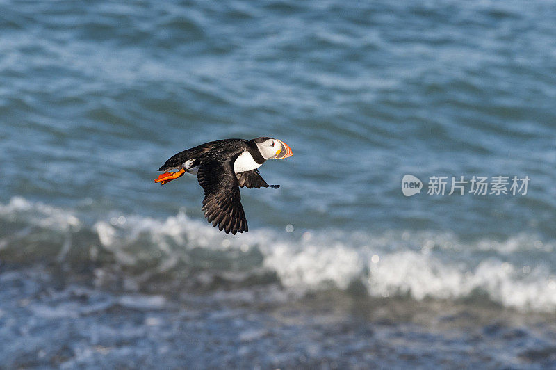 角嘴海雀