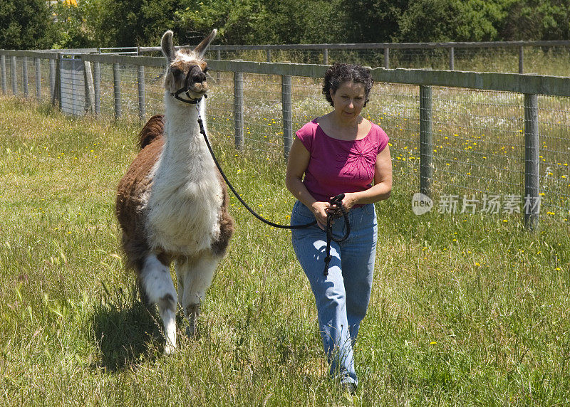 遛宠物羊驼的女人