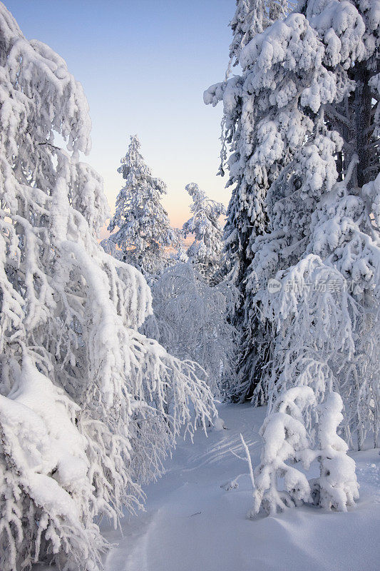 在最冷的冬天，树枝上覆盖着冰雪