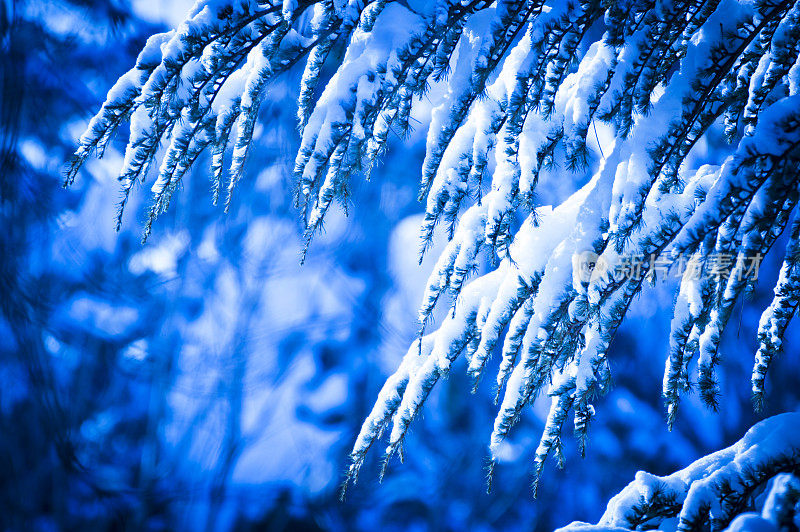 雪松分支