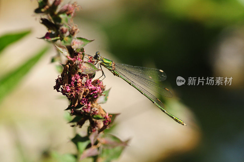 蜻蜓,英国