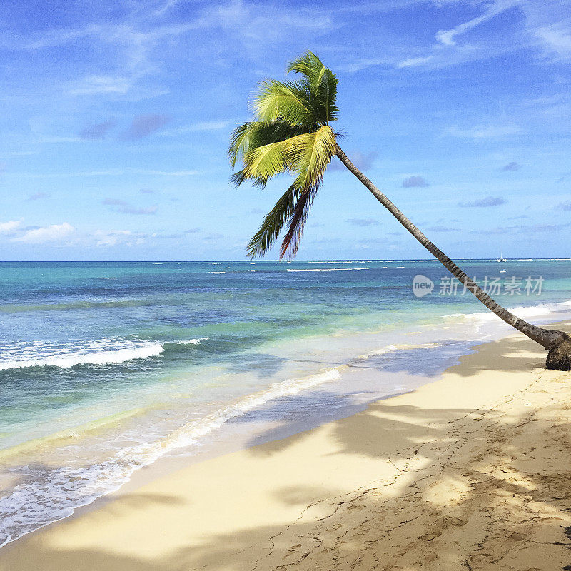 多米尼加共和国海滩上的一棵孤零零的棕榈树