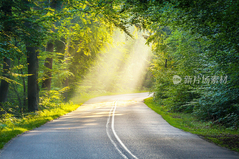 蜿蜒曲折的道路穿过阳光明媚、雾蒙蒙的森林