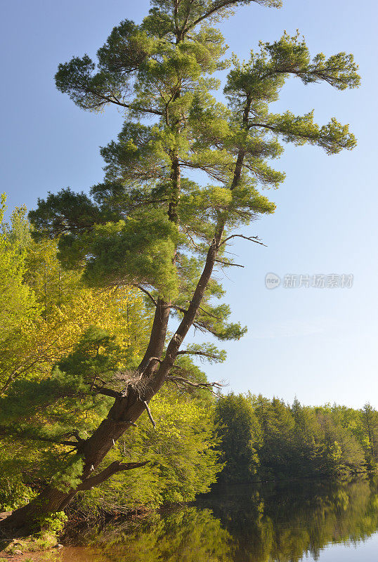 山核桃润湖旁的松树