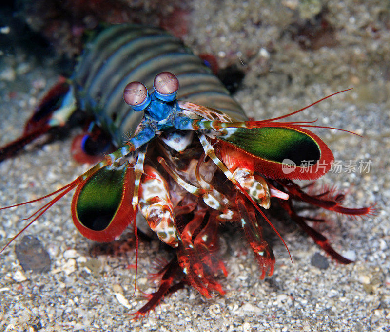 水下岩石上的一只彩色螳螂虾