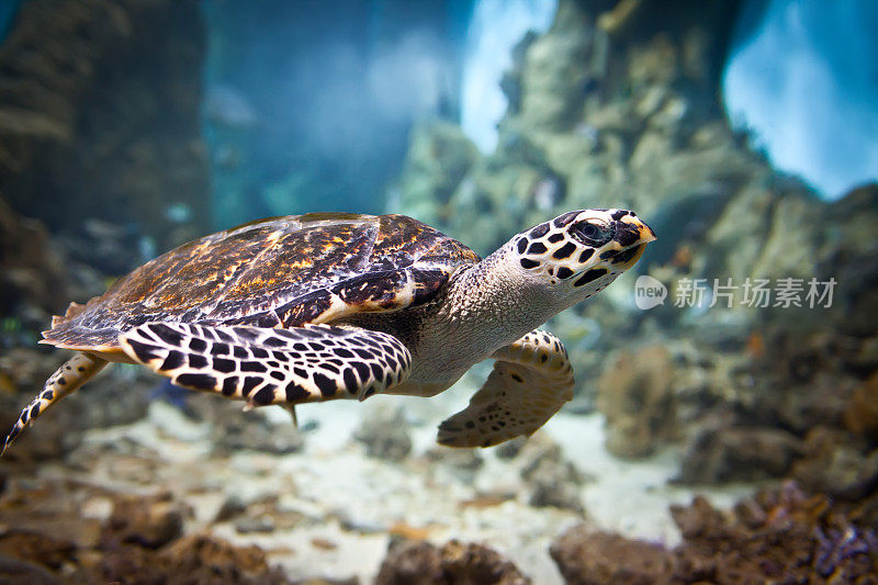 海龟在海里游泳的特写镜头