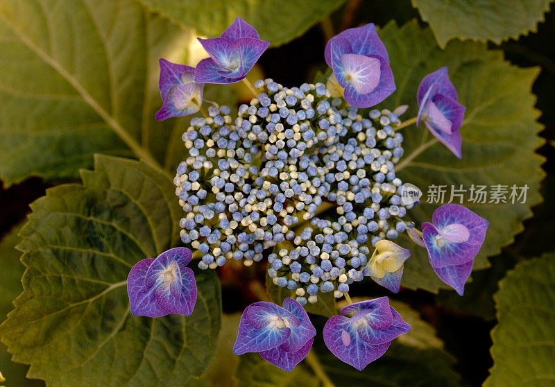 紫绣球花属植物(绣球花)