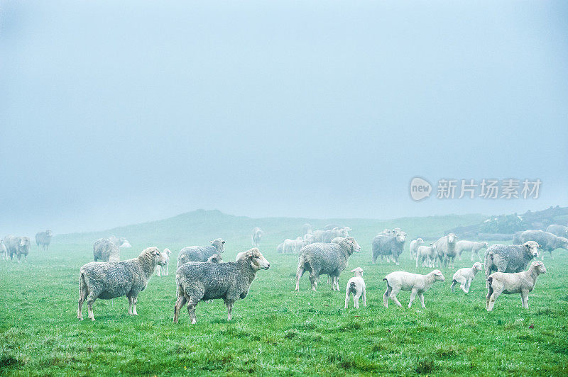 雾蒙蒙的羊群