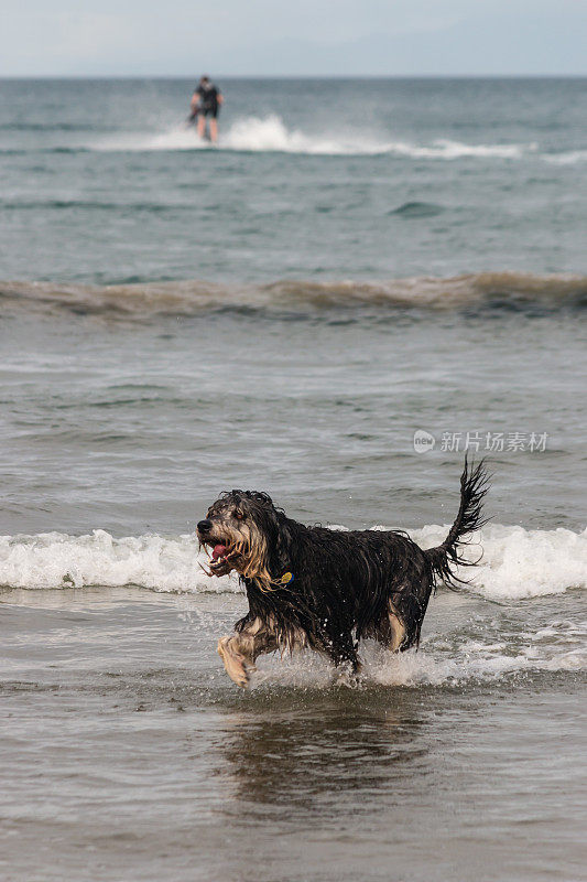 湿狗跳过海浪