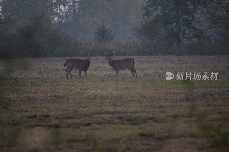 鹿在田野里。