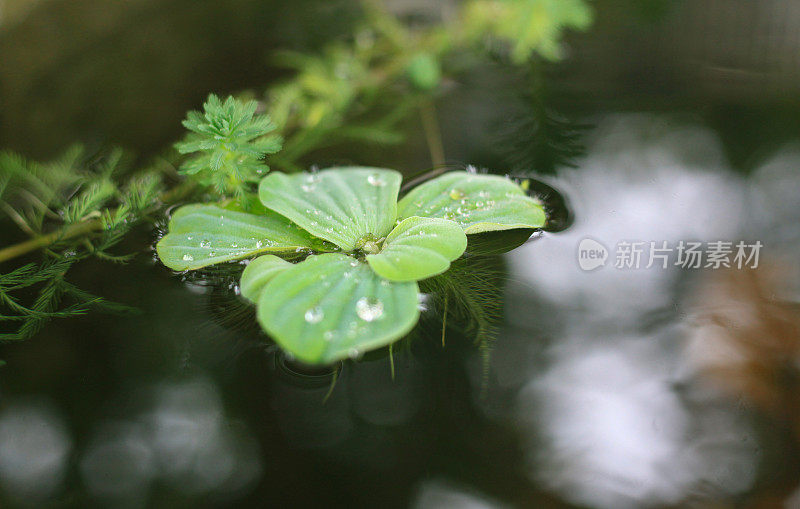 水露