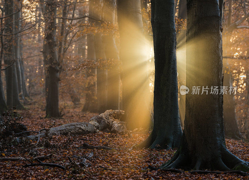 美丽的晨光在森林的山毛榉树之间