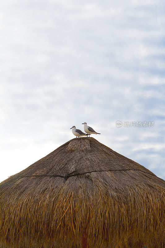帕拉帕屋顶上的两只海鸥
