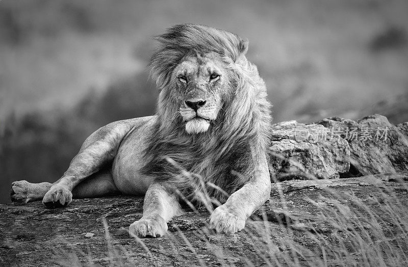 强大而美丽的狮子在非洲大草原休息，黑白相间