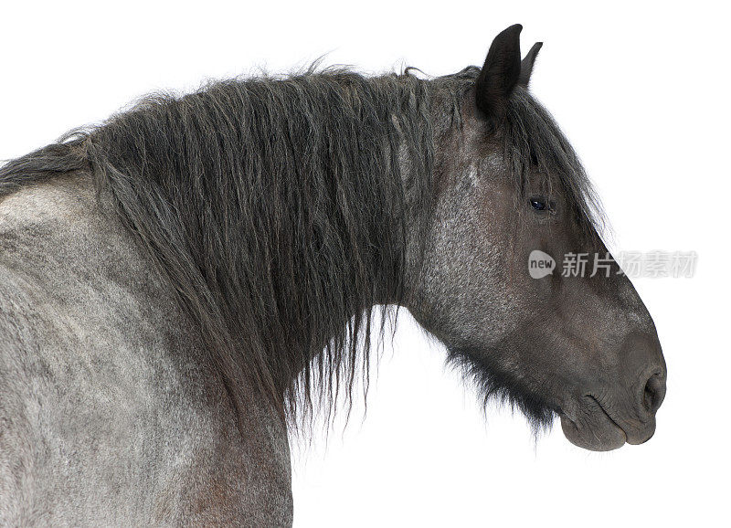 特写比利时重型马，布拉班康，一个役用马品种