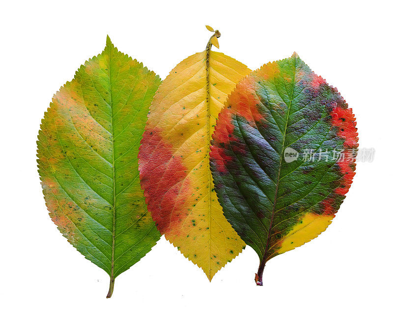 三个颜色鲜艳的秋叶图案苹果在白色孤立的背景
