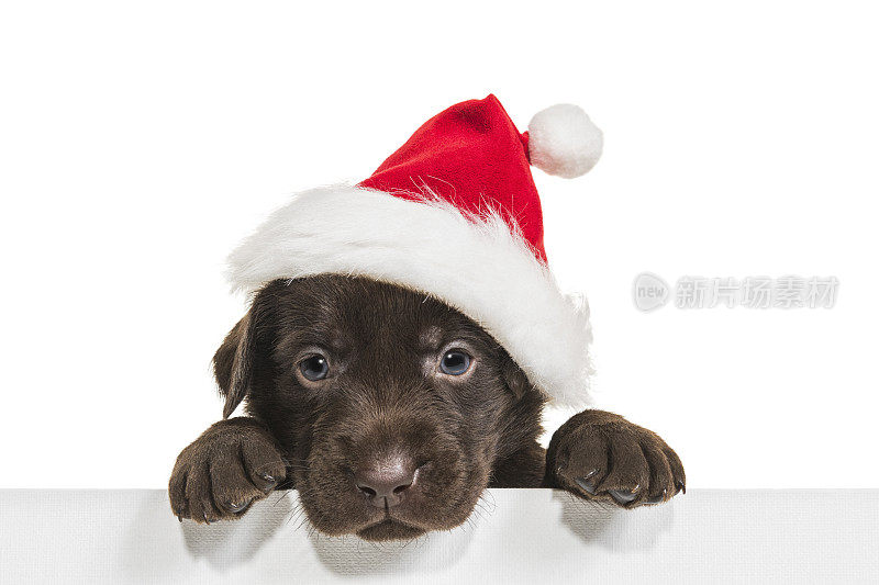 一只可爱的巧克力拉布拉多小狗戴着圣诞老人帽子，上面有标志——4周大