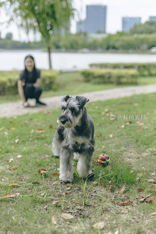 美丽的女主人和她的小狗雪纳瑞在公园里玩