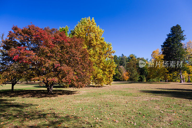 景观与树木在秋天的颜色(树叶)和蓝天，海德公园，哈德逊谷，纽约。