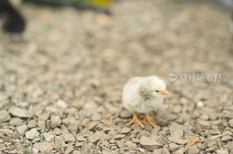 小鸡在走