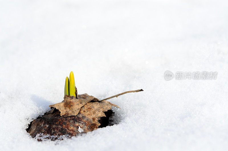 水仙花在早春的雪中发芽