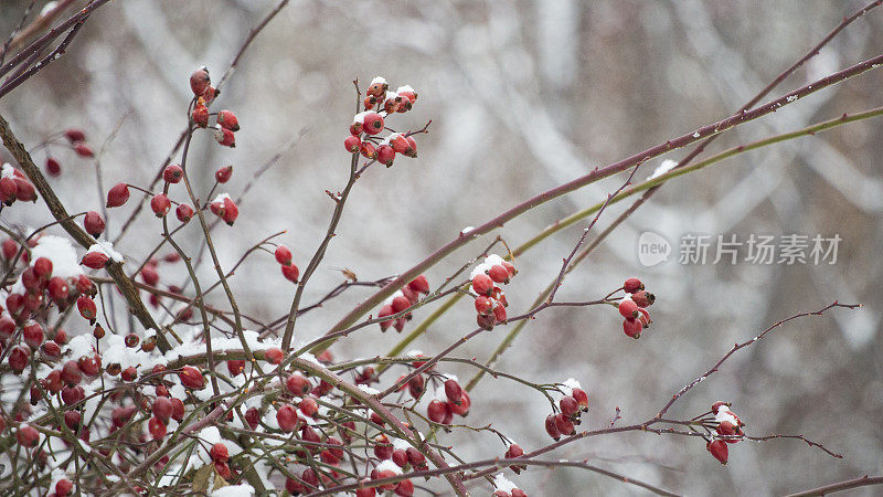 红雪浆果